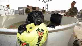 Camp Bastion in Afghanistan had its own kennels equipped with a vet's surgery