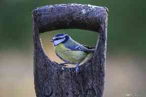 The acrobatic and cheeky blue tit.