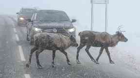 Reindeer Crossing: Traffic stops in the Highlands.