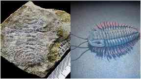 Discovery: The fossil and a reconstruction of what a trilobite may have looked like.