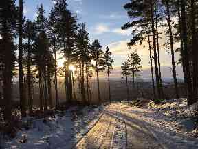 The sun rising among the trees on a snowy day in Blackfold near Inverness.