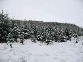Cardrona Forest.