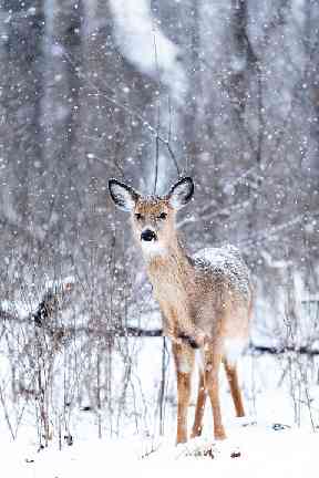 The Scottish Deer Centre is perfect.