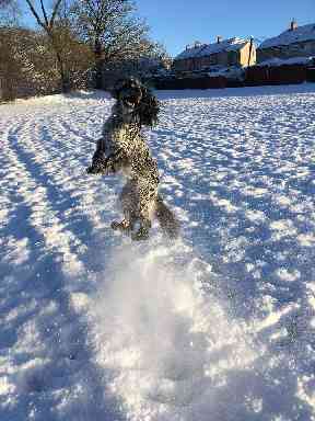 Louis loving the snow in Carluke.
