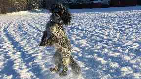 Snow dog: Louis out enjoying the winter weather.