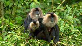 Death: Lion-tailed macaques are very sociable animals.