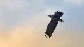 White-tailed eagle above the Isle of Lewis.