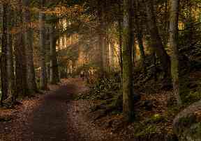 Enchanted forest walks through Faskally woods.