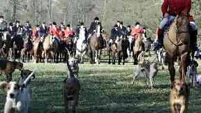 Fox hunting: Illegal to let dogs kill quarry in Scotland (file pic).