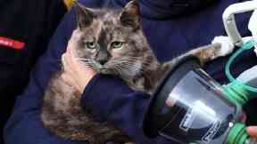 Harriet the cat