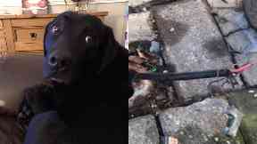 Electrocuted: Angel's owner is looking for answers.