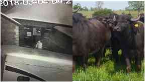 Farm: Man seen on CCTV.