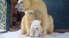 Newborn: Cub with mother at Highland Wildlife Park.