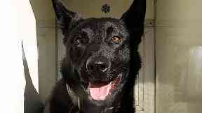 PD Remo: Boys arrested after dog called in.