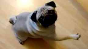 Nazi salute: Pug was trained to imitate salute.