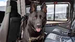 Bodie: Police dog was 'well behaved' in the air.
