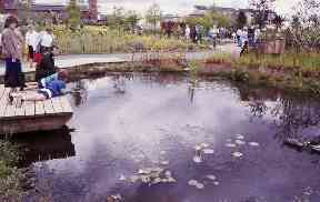 The Oor Wullie Wildlife garden.