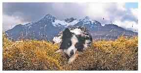 Mascot Skye sadly passed away.