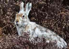 A mountain hair changes fur with the seasons.