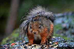 A damp little forest lover.