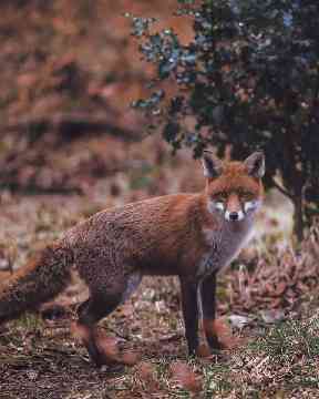 Red fox caught in the hedgerows.