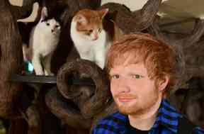 Ed Sheeran wax figure