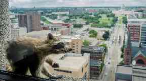A raccoon stretches itself on the window sill of the Paige Donnelly Law Firm.