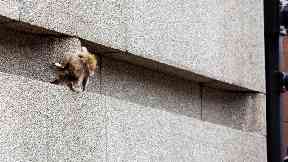 The raccoon scrambled along a ledge on the side of the building (Evan Frost/AP)