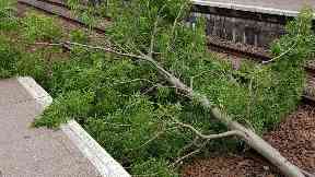 Felled: Fallen tree at Kirkwood train station in Coatbridge.