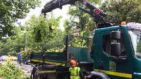 Clean-up: Fallen trees collected on Great Western Road.