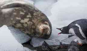 The krill industry will also back efforts to conserve the Antarctic Ocean and its wildlife