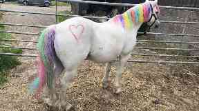 A petition has been launched to stop pony painting parties.