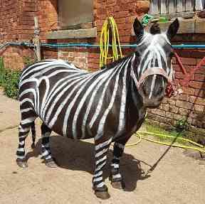 Painting horses is similar to grooming them, the owner of My Happy Equine said.
