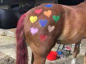 The paints are British Dressage accredited and used by the children's teams.