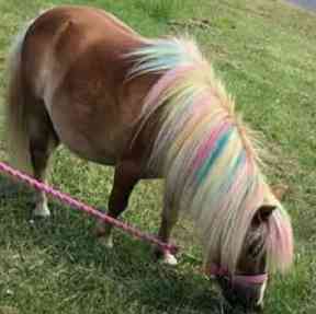 Some have likened pony painting to painting children's faces.
