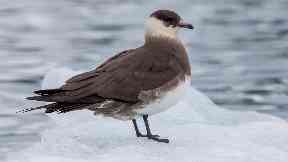 Arctic skuas: Found in Orkney, Shetland and Handa.