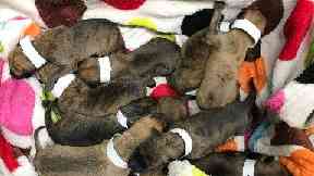 pups