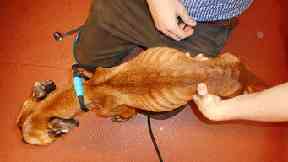 Neglect: The dogs have been put on a weight gain diet.