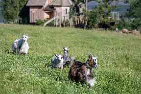 Pygmy goats and Highland cows graze nearby.