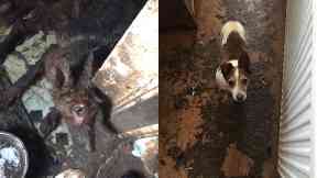 Squalor: German shepherds and Jack Russell has to be put to sleep.