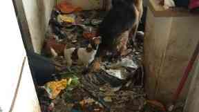 State: The flooring was not visible due to the amount of rubbish and faeces.