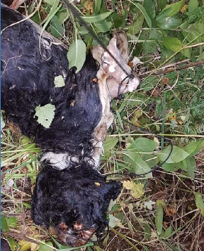 Dog: Found dead in canal.