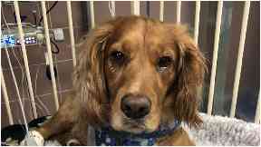 Kurt: Brought back to life by vets in Edinburgh.