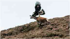 Plucky: The golden eagle had its sights set on the red deer.