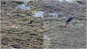 Hungry: The golden eagle tried to grab the deer.