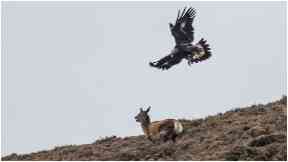 Escape: The red deer tried to outrun the golden eagle.