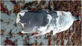 Still born: Whale found on beach.