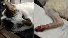 Unexplained: Several cats found injured.