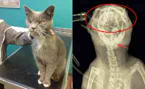 Award: Maximus survived his injuries.
