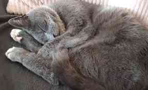 Cat nap: Maximus is well on the road to recovery.